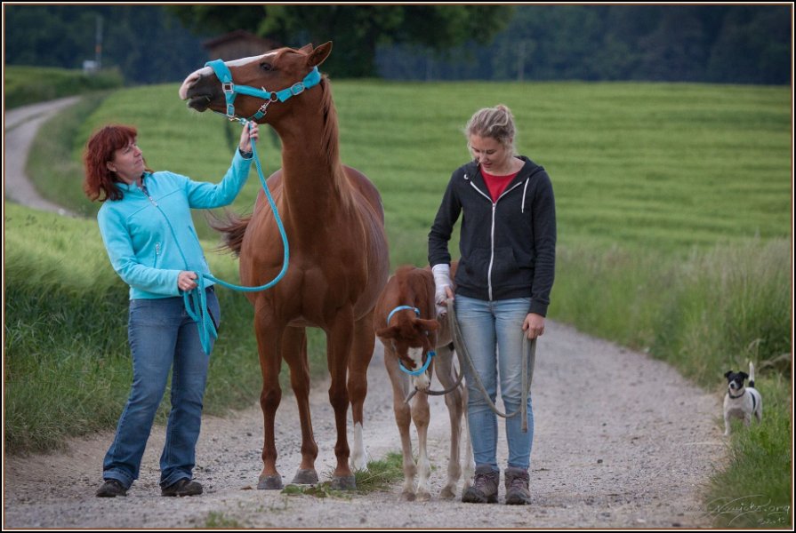 Asbach Fohlenshow 2014 018